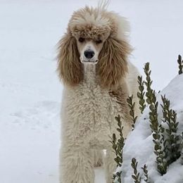 Poodles from WW Poodles