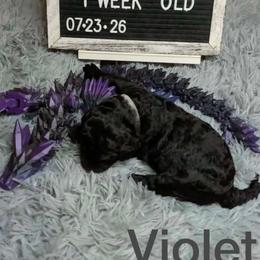 Violet - Black female Poodle puppy in Vail, Arizona from Semper Poodelis