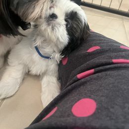Shih Tzu Puppies from Ashley Haynes