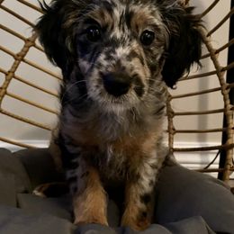 Aussiedoodles and Toy Australian Shepherds from Whiskey River Aussies & Doodles