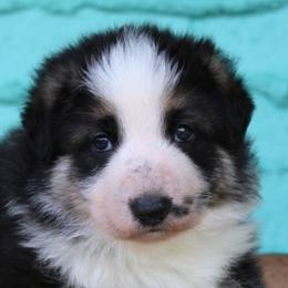 Purple colored female - Panda female German Shepherd puppy in Yakima, Washington from Bahr-S German Shepherds