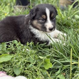 Blues Hog - Black tri-color male Australian Shepherd puppy in Ashland, Ohio from SS Australian Shepherds