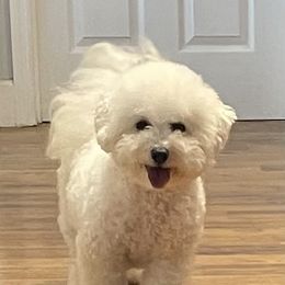 Gigi - Bichon Frise