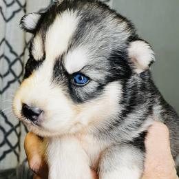 USA - Girl 1 - Gray and white female Siberian Husky puppy in Monroe, Georgia from Beastly Beauties Huskies & Pomskies