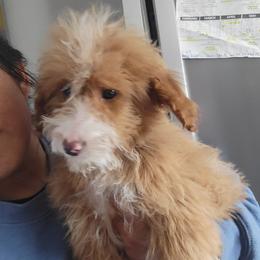 Caleb - Apricot male Goldendoodle puppy in Milwaukwe, Wisconsin from Wisconsin Doodles