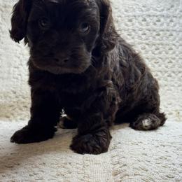 Green collar - Brown male Cockapoo puppy in Berea, Kentucky from Blair’s Furry Friends