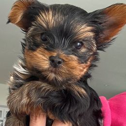 Remy - Black and tan male Yorkshire Terrier puppy in West Fargo, North Dakota from A Yorkie Tale
