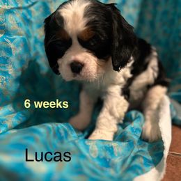 Lord Reginald (Lucas) - Tri-color male Cavalier King Charles Spaniel puppy in Broken Arrow, Oklahoma from Cavalier King Charles Heartland