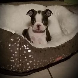 Boston Terrier Puppies from Angie's Little Bostons