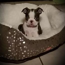 Boston Terrier Puppies from Angie's Little Bostons