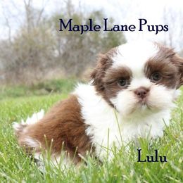 Maple Lane Pups breeder of Shih Tzu