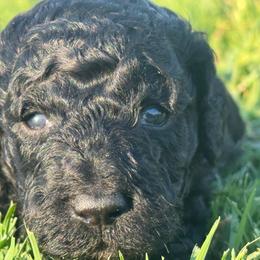 August - Phantom male Goldendoodle puppy in Afton, Oklahoma from C5 Doodles