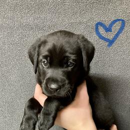 Woodie - Black male Labrador Retriever puppy in Newaygo, Michigan from Royal Oak Gundogs