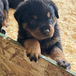 Swiftie - Black and tan female Rottweiler puppy in Mcminnville, Oregon from JHB Rottweilers