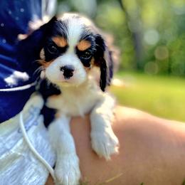 Lacey - Tri-color female Cavalier King Charles Spaniel puppy in Watsontown, Pennsylvania from Huntsman Cavaliers