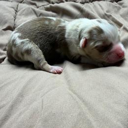 Girl 2 - Red merle female Miniature Australian Shepherd puppy in Olean, New York from Windy River Mini Aussie