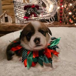 Boy 1 - White and red Pembroke Welsh Corgi puppy in Atascadero, California from California Corgis and Kunes