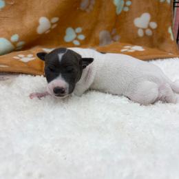 Rosie - White and blue female Italian Greyhound puppy in West Plains, Missouri from Sycamore Ridge Puppies