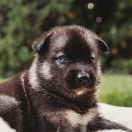 Pomeranians and Siberian Huskies from Meagan's Siberian Huskies & Pomeranians