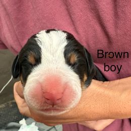 Brown boy - Black, white and red male Greater Swiss Mountain Dog puppy in Woodland, Washington from Woodland Swissie’s