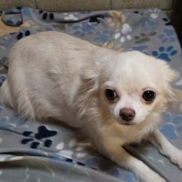 Christi - Chihuahua