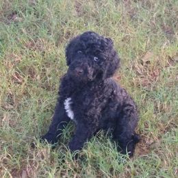 Poodle Puppies from Sonshine Retreat Poodles