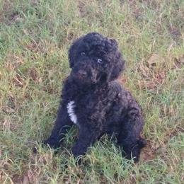 Poodle Puppies from Sonshine Retreat Poodles