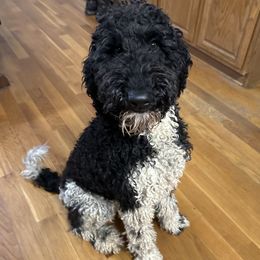 Maggie - Black female Labradoodle puppy in Chesterfield County, Virginia from Doodling Around