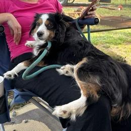 Whitty - Miniature Australian Shepherd