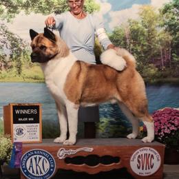Gunner - Akita