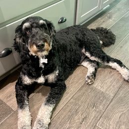 Hilton - Bernedoodle