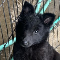 Purple ( violet ) - Black female Belgian Sheepdog puppy in Hastings, Minnesota from Century Hills Farm