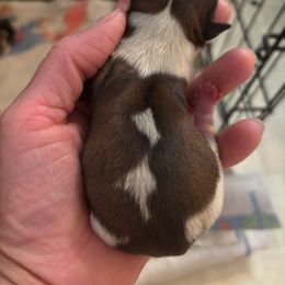 Boy 4 - Liver and white male Shih Tzu puppy in Manlius, New York from Dorothy Agrippino's Shih Tzus