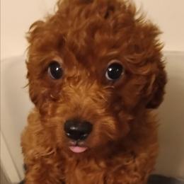 Hopper - Red male Cavapoo puppy in East Providence, Rhode Island from Marta's Cavaliers