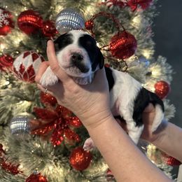 Nellie - Parti female Goldendoodle puppy in Prosperity, Pennsylvania from Stelladoodles & Company