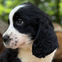 04 Black collar Fred - Black and white male English Springer Spaniel puppy in Comer, Georgia from Stratton Spaniels