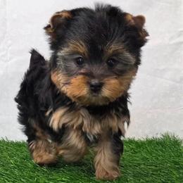 Roamie - Blue and gold male Yorkshire Terrier puppy in Monticello, Iowa from Ashley’s Puppies