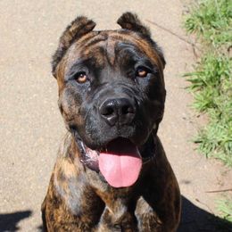 Cane Corso from Mikki Giger's Cane Corso Puppies