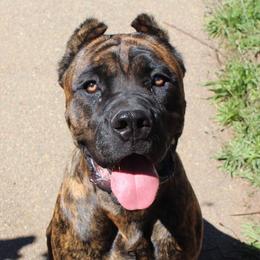 Cane Corso from Mikki Giger's Cane Corso Puppies