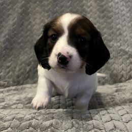 Dachshund Puppies from MD Dachshunds