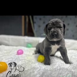 Ezra - Blue female Great Dane puppy in Liberty, New York from Catskills Greatest Danes