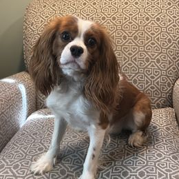 Aspen - Cavalier King Charles Spaniel