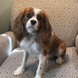 Aspen - Cavalier King Charles Spaniel