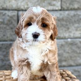 Snickers - Caramel male Australian Labradoodle puppy in Auburn, Washington from West Valley Labradoodles
