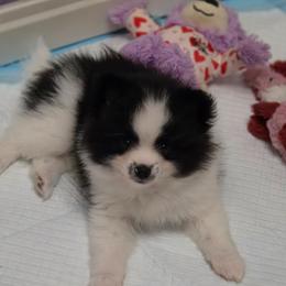 Willows black parti - Black parti male Pomeranian puppy in Maplefalls, Washington from Snow peak poms