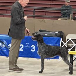 German Wirehaired Pointer All Grown Up from Humdinger Kennel