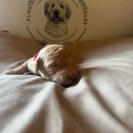 Opal - Cream female Goldendoodle puppy in Sanford, Florida from Florida Coast Golden Doodles