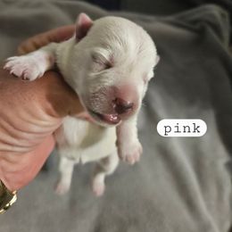 Girl 1 - White female West Highland White Terrier puppy in Mayo, Florida from Carrot Tails LLC