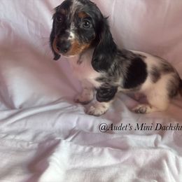 Levi - Dapple male Dachshund puppy in East Dover, Vermont from Audet’s Mini Dachshunds