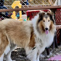 Hazel - Collie